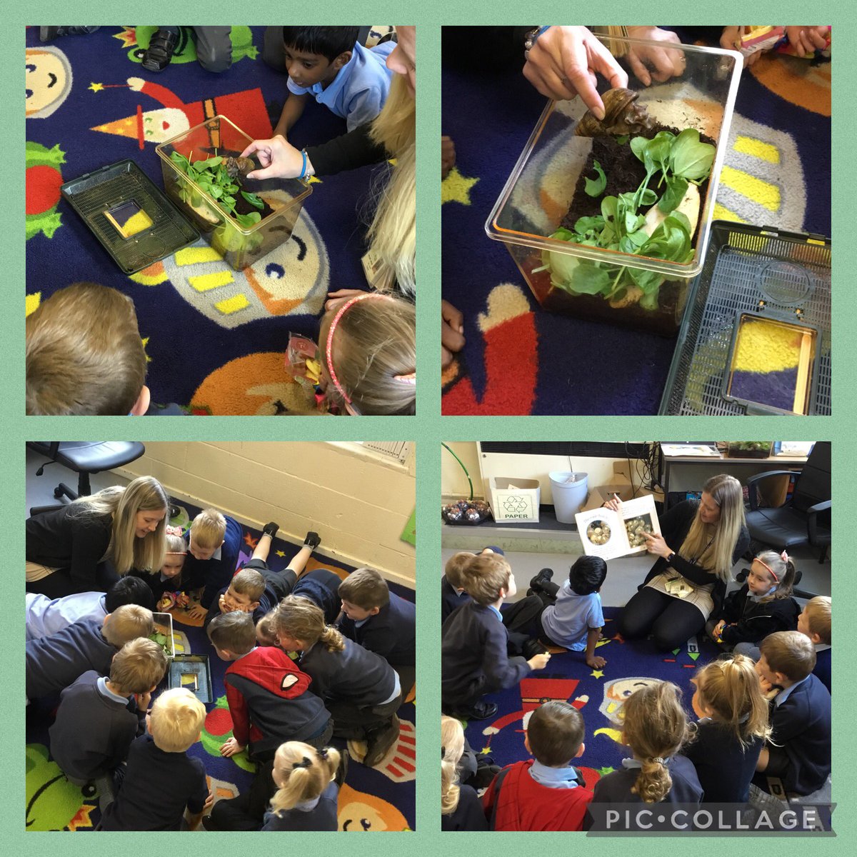 BartonMossCPS's tweet photo. This week Reception have been engaging in non fiction books about slugs and snails. They loved meeting Year 2’s very own class snail, followed by designing and naming their own 🐌🎨✍️ #BartonMossArt #BartonMossScience #BartonMossEnglish @Mrs_B00th @missroneill_ https://t.co/UhVI9oVPcP