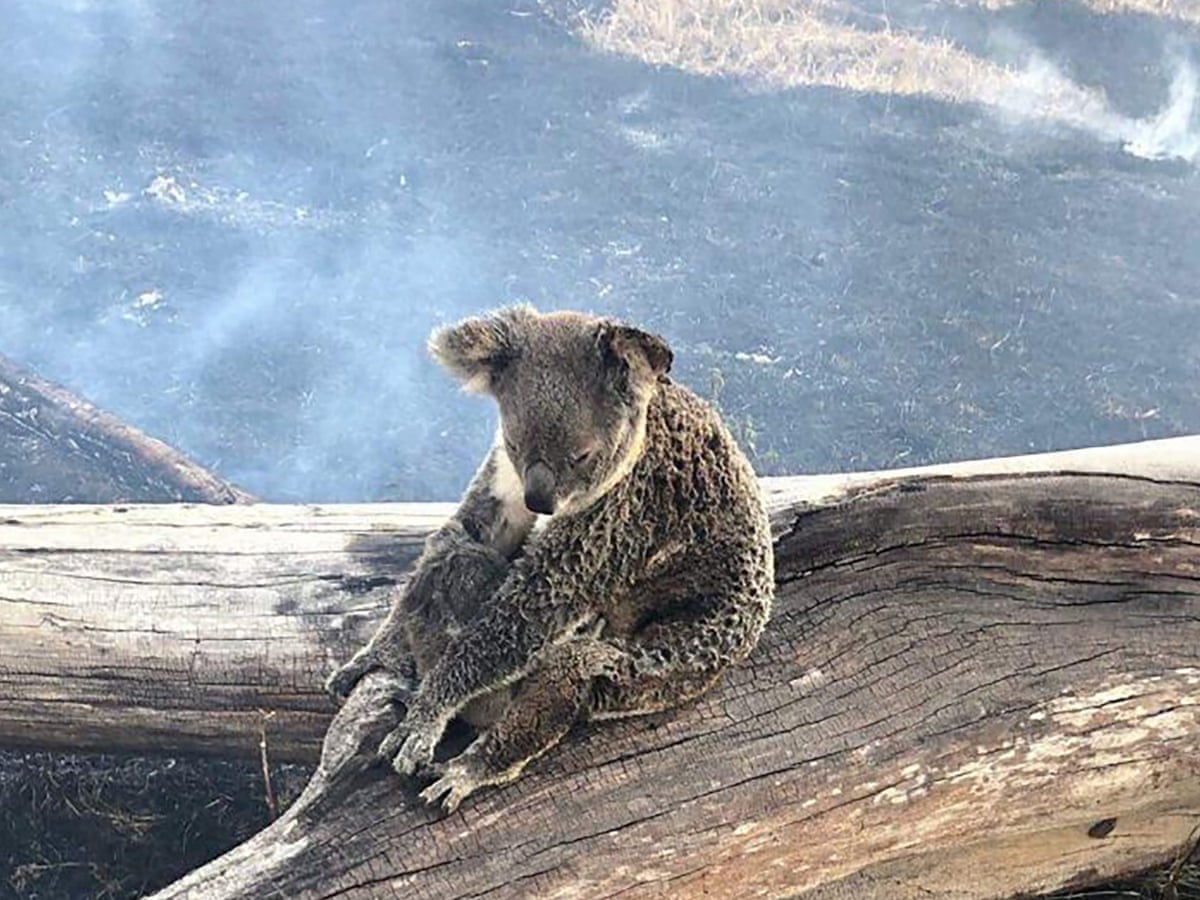 Meldawson6's tweet photo. TIME IS UP @sussanley...WE HAVE A FEDERAL ELECTION IN WEEKS - YOU ARE THE CURRENT ENVIRONMENT MINISTER. WHY SHOULD YOU RETAIN YOUR OFFICE, WHEN YOU ARE INCAPABLE? YOU HAVE FAILED US..&amp; THEM...#EPBCAct #auspoll2022 #ExtinctionCrisis  #VoteForOurEnvironment  https://t.co/5zj0nWHUtN https://t.co/1bNcIwy6CY