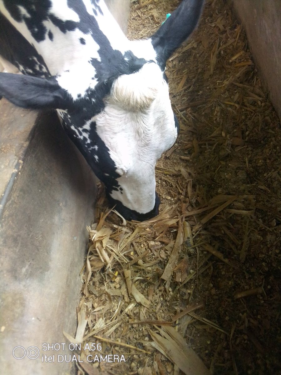 SamTibine's tweet photo. In zero grazing, confinement reduces exposure to external parasites like ticks

Zero grazing reduces the exposure to internal parasites like worms

No sexually transmitted diseases by controlled mating https://t.co/bAvOk7PtJ3