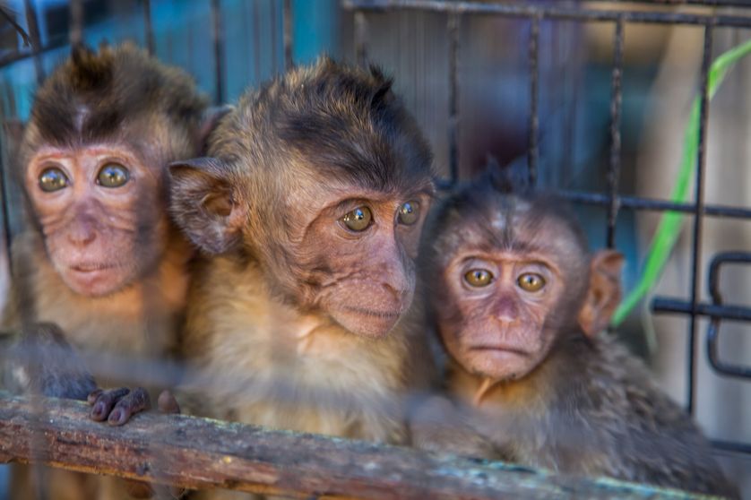 Selon Interpol, le trafic d’espèces sauvages augmente de 5 à 7% par an, une criminalité organisée et juteuse, mais qui menace la santé humaine et planétaire.
Braconnage, trafic d’espèces sauvages : stop au massacre ! #SauverLePrésent
🧵
franceculture.fr/emissions/de-c…