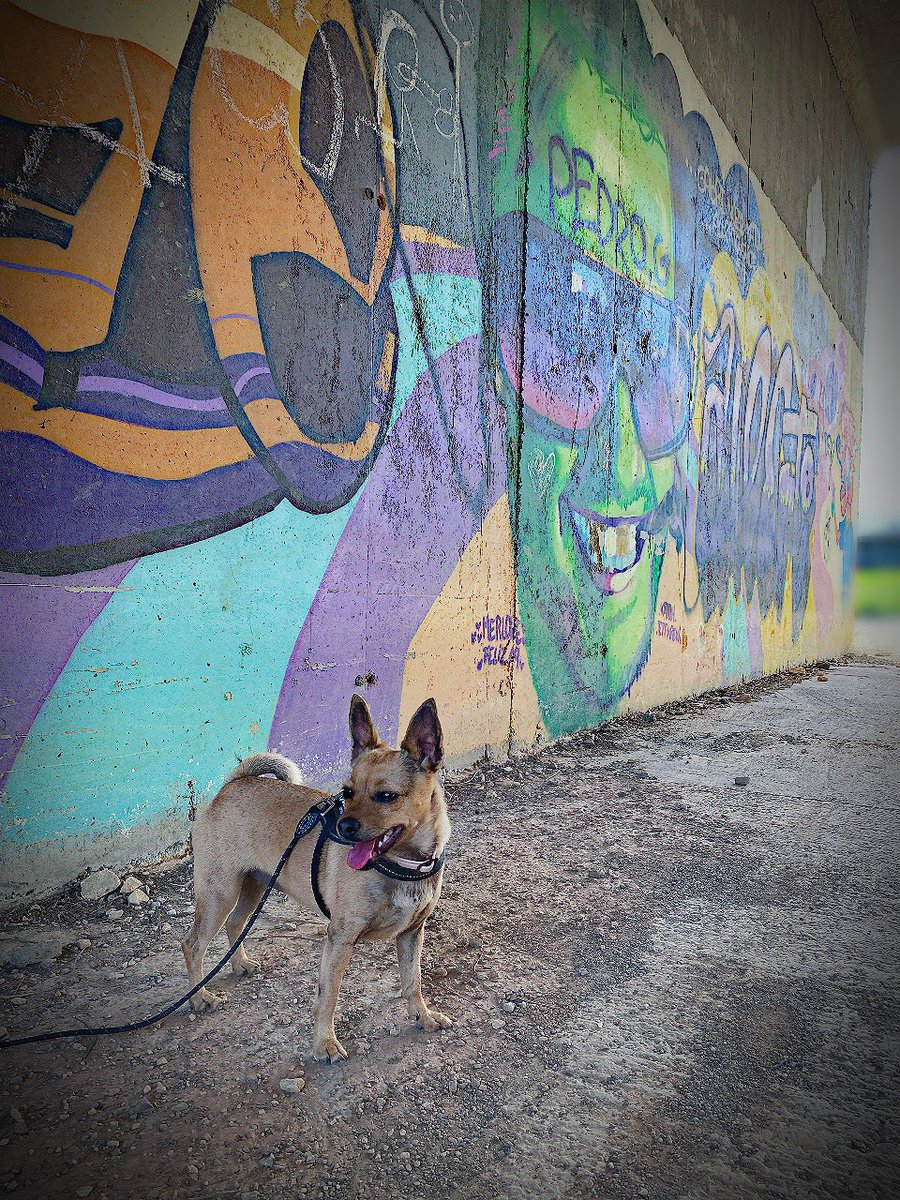 Tamaya Adams tweet media