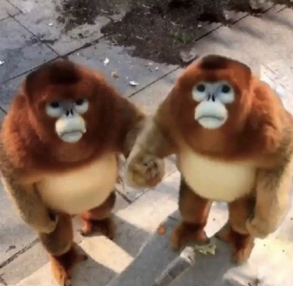 adamdowd99's tweet photo. Monkey 🐒 https://t.co/c4aourWJcu