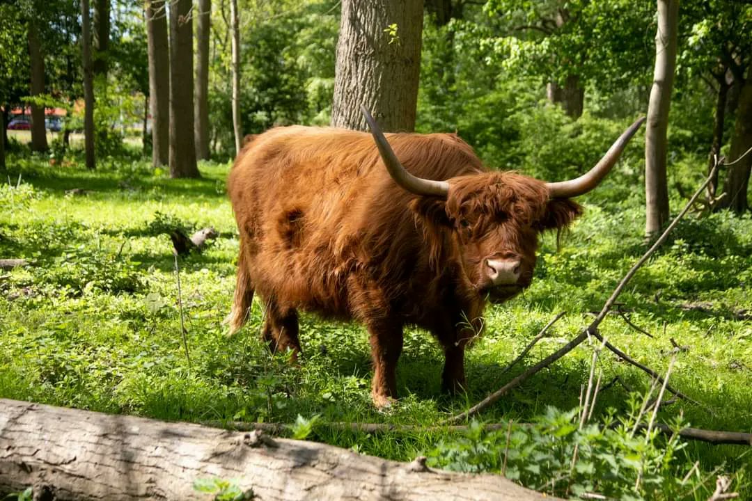 Parken010's tweet photo. In de serie #prachtparken 🌳 vandaag park nummer 3: Het #Schiebroeksepark, 'n park waar de Schotse Hooglanders grazen en met 'n grote variatie aan begroeiing en stadsboerderij #Natuurtalent (Veldkersweg) met theehuis 🧁☕ 'n prachtpark 💚. Lees meer 📲: https://t.co/QLdlriyEHX https://t.co/QvwsK3VhYv