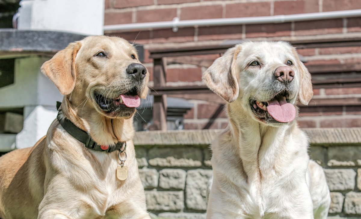 Today is  #InternationalGuideDogDay 🦮

Guide dog Gyp (right) has been a guide dog to owner Karen for 8 years, and for the past year has been sharing his home with guide dog puppy Andy (left) who is on his journey to becoming a life-changer too!