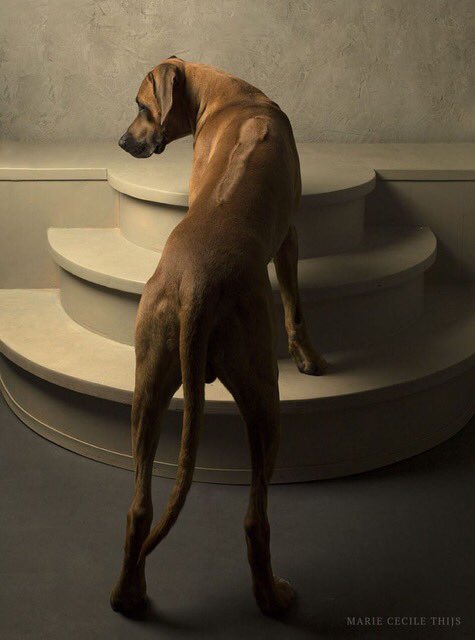 This is Joe, a Rhodesian Ridgeback and my first dog. To celebrate his approaching first anniversary I portrayed him in my studio. #studiodog #artistdog #studiolife #rhodesianridgeback #ridgeback #pronkrug #Joe #portraiture #studiophotography #dog #mariececilethijs