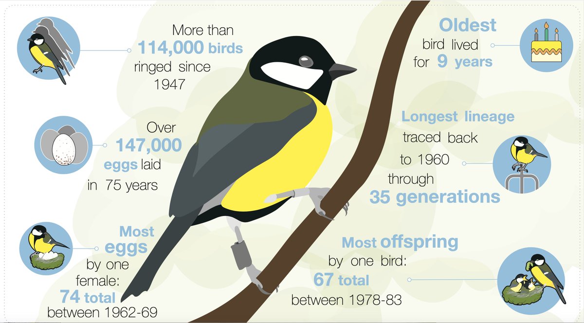 Wytham Tit Study (@wythamtits) on Twitter photo Over 75 years we've learnt a lot about the biology of the Great Tit! Here are some summary facts and figures and some of our record-breakers. This lovely infographic was prepared by <a href="/_AnettKiss_/">Anett Kiss</a> #WythamTits75 Over 75 years we've learnt a lot about the biology of the Great Tit! Here are some summary facts and figures and some of our record-breakers. This lovely infographic was prepared by <a href="/_AnettKiss_/">Anett Kiss</a> #WythamTits75