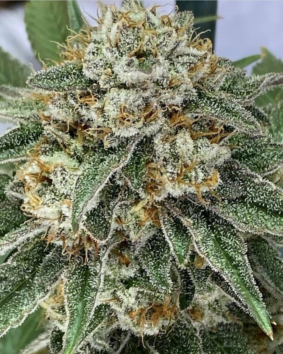 beyondhypeseeds's tweet photo. Oscar Diggs - OZ kush x Blueberry Muffin Top
Dropping this Sunday at 
https://t.co/gYtbfdeFsC and https://t.co/yONNXVrtRc https://t.co/iUj5up7amh