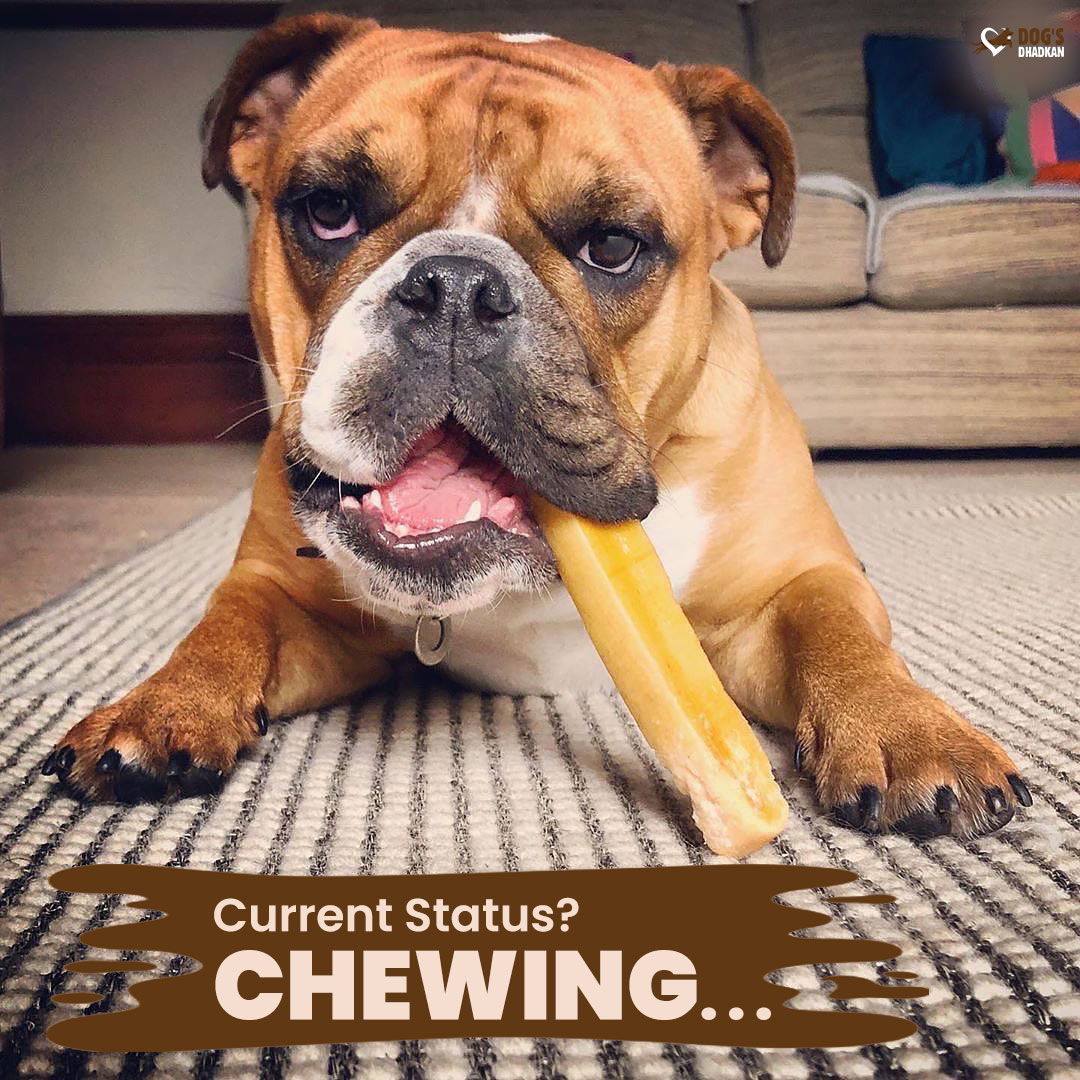 DogsDhadkan's tweet photo. Current Status? Chewing...
We can stay up late and chat, but how about chatting over some chews?

#dog_boss #dogsdhadkan #dogcare #petlover #dogchews #dogtreat #gooddog #cutepuppies #doglovers #petstagram #dogstagram https://t.co/PdMiCVjrPZ