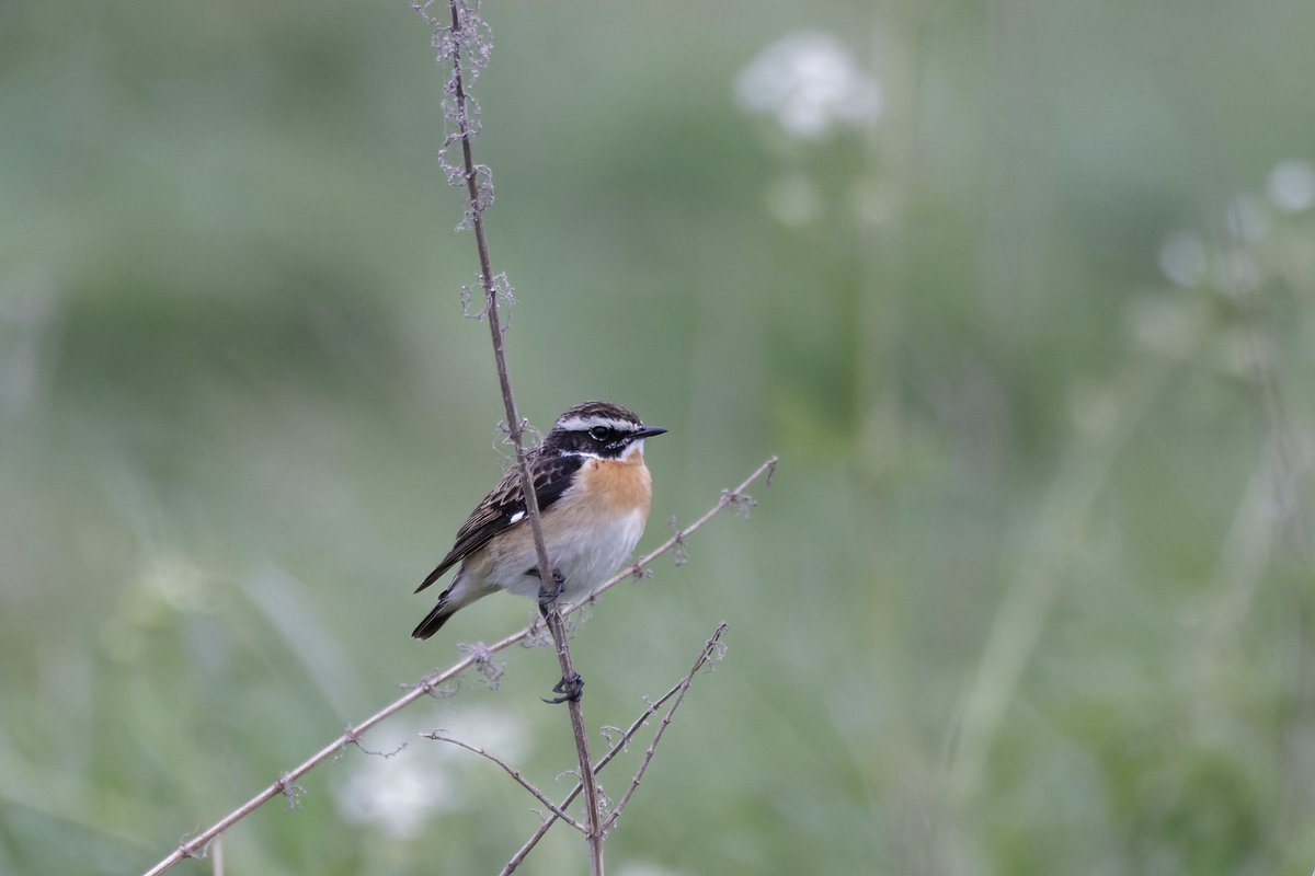 Male Whinchat at Osterley Farmland this morning.