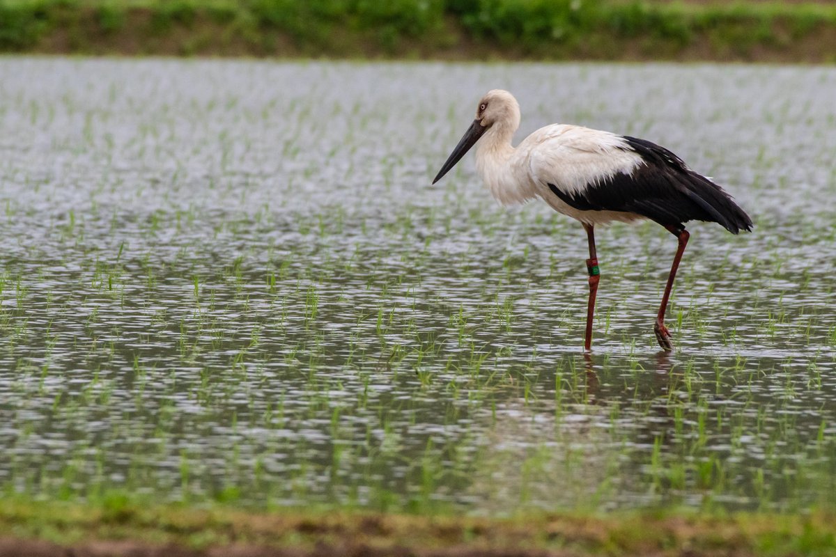 s7t73pf71's tweet photo. 今日のコウノトリ6羽
#コウノトリ #島根県 #雲南市 #j0336 #j0293 #j0353 #j0360 #j0118 #げんきくん #j0051 #d500 https://t.co/fYHXr1v3An