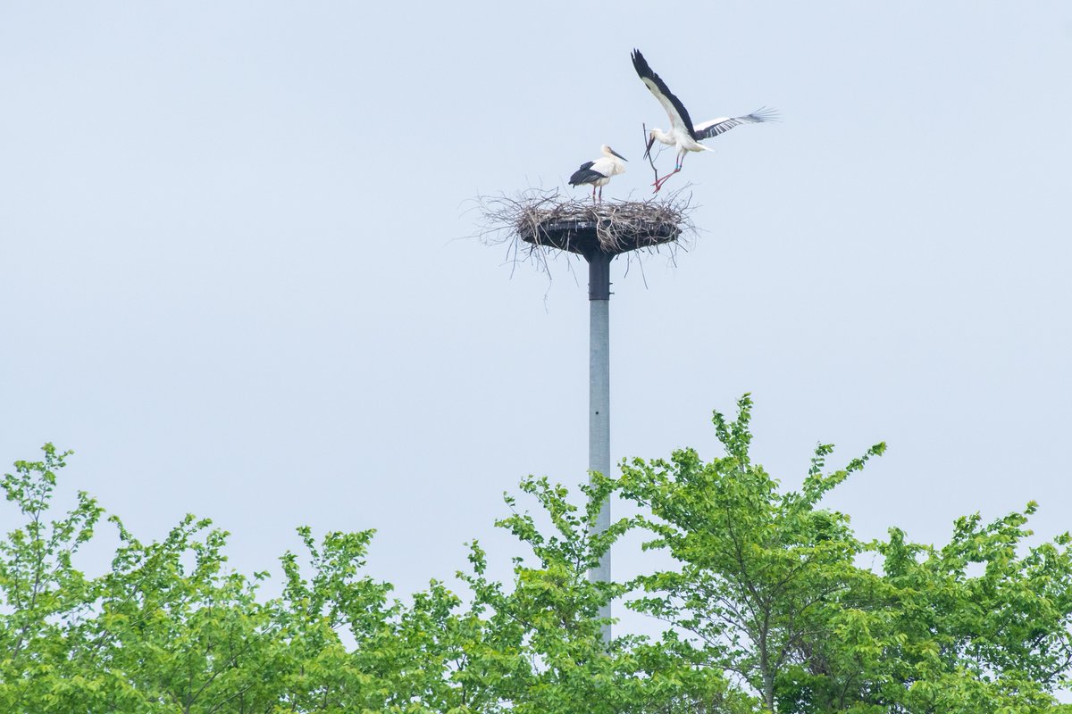 s7t73pf71's tweet photo. 今日のコウノトリ6羽
#コウノトリ #島根県 #雲南市 #j0336 #j0293 #j0353 #j0360 #j0118 #げんきくん #j0051 #d500 https://t.co/fYHXr1v3An
