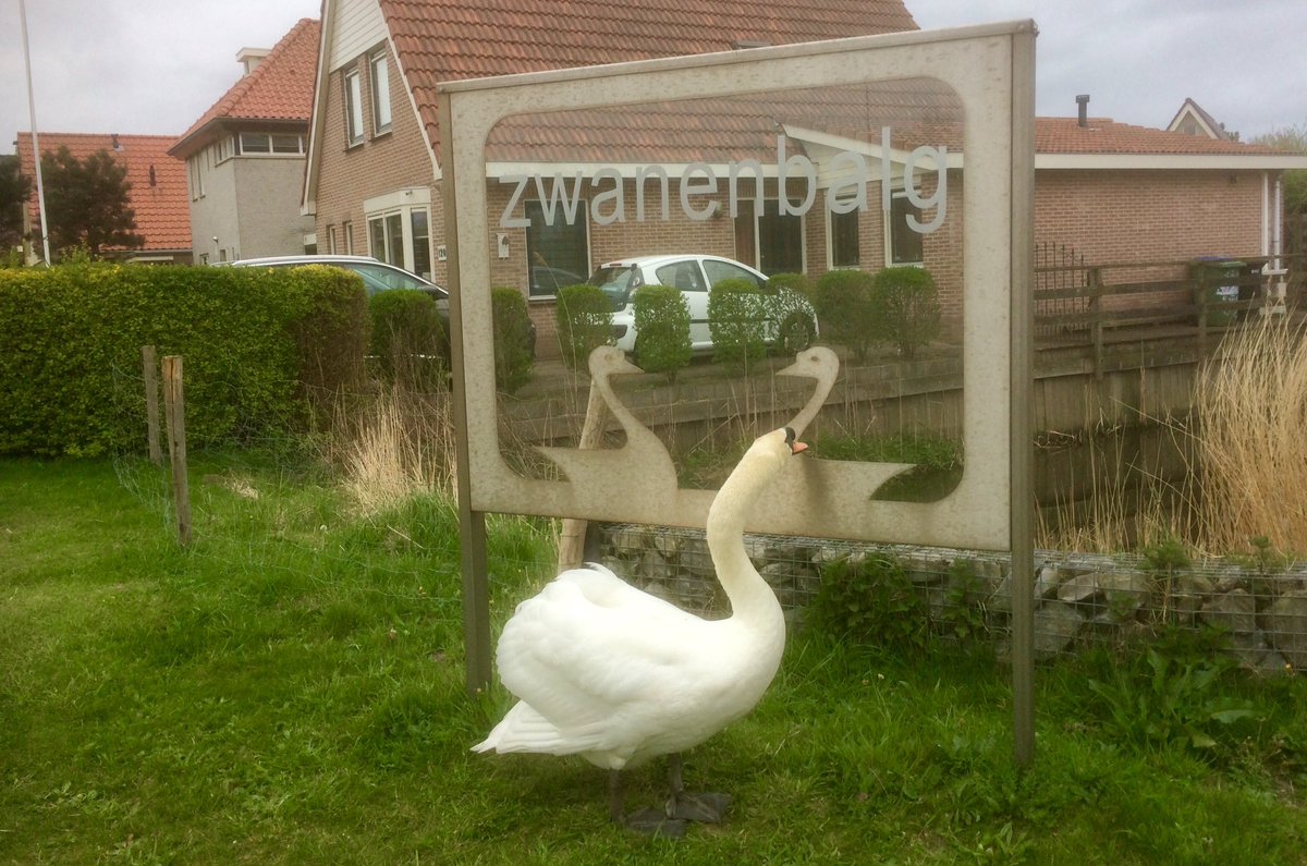 CorBuschman's tweet photo. Deze zwaan bracht vanmorgen weer eens een bezoekje aan de wijk in Julianadorp met zijn naam. https://t.co/38jhEcvvxR
