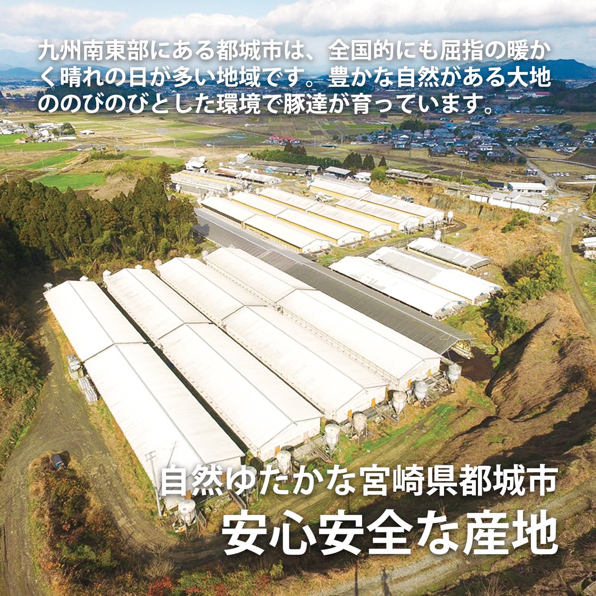 UeharafarmShop's tweet photo. くりぷ豚は、
都会の喧騒から離れた
静かでのびのびとした環境で
育てています😊

豊かな自然に恵まれて
上質な豚肉を生産しています。

公式サイトはこちら↓
https://t.co/5nFo8grIlF

#九州産
#宮崎県 https://t.co/0xNvdZv8C3