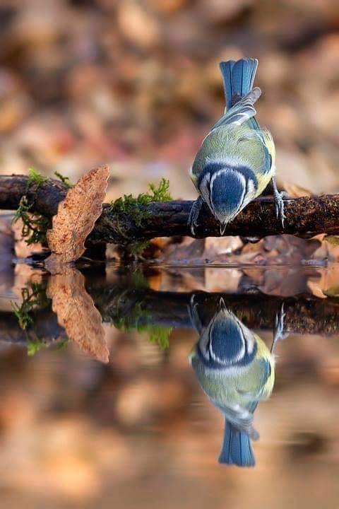 Magnifique reflet🐦💙