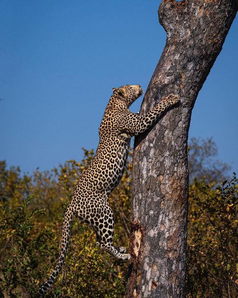 African Pride tweet media