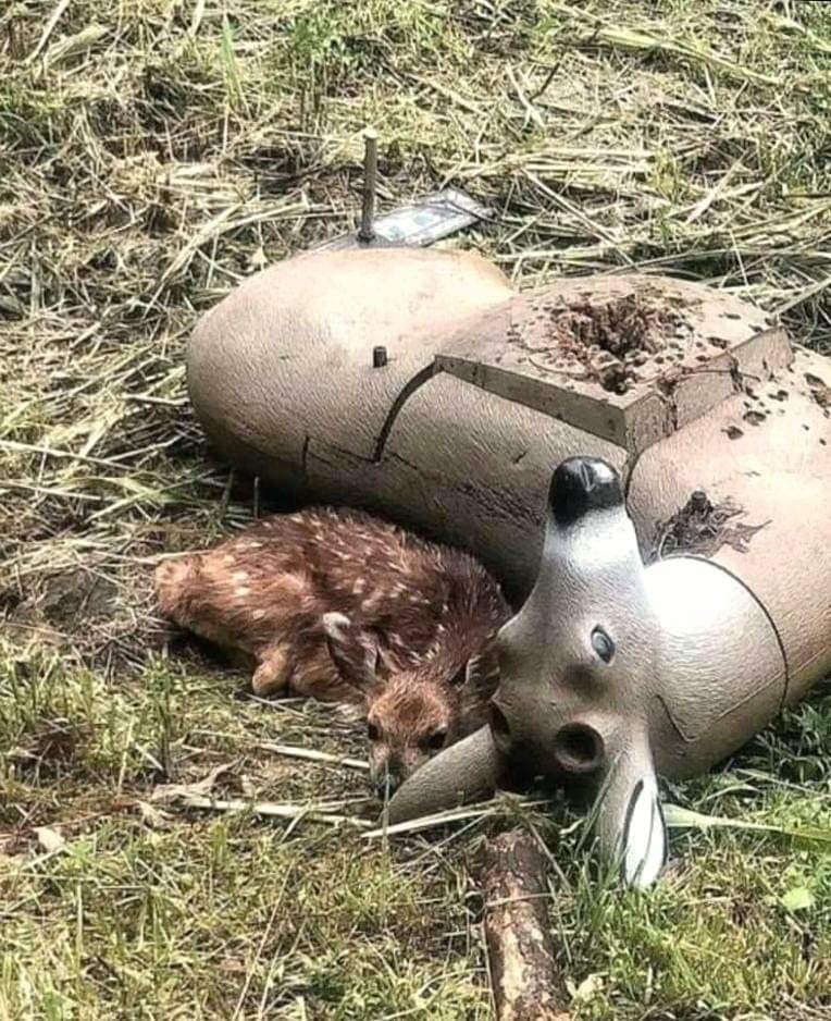 Angie KaranⓋ🌱 tweet media