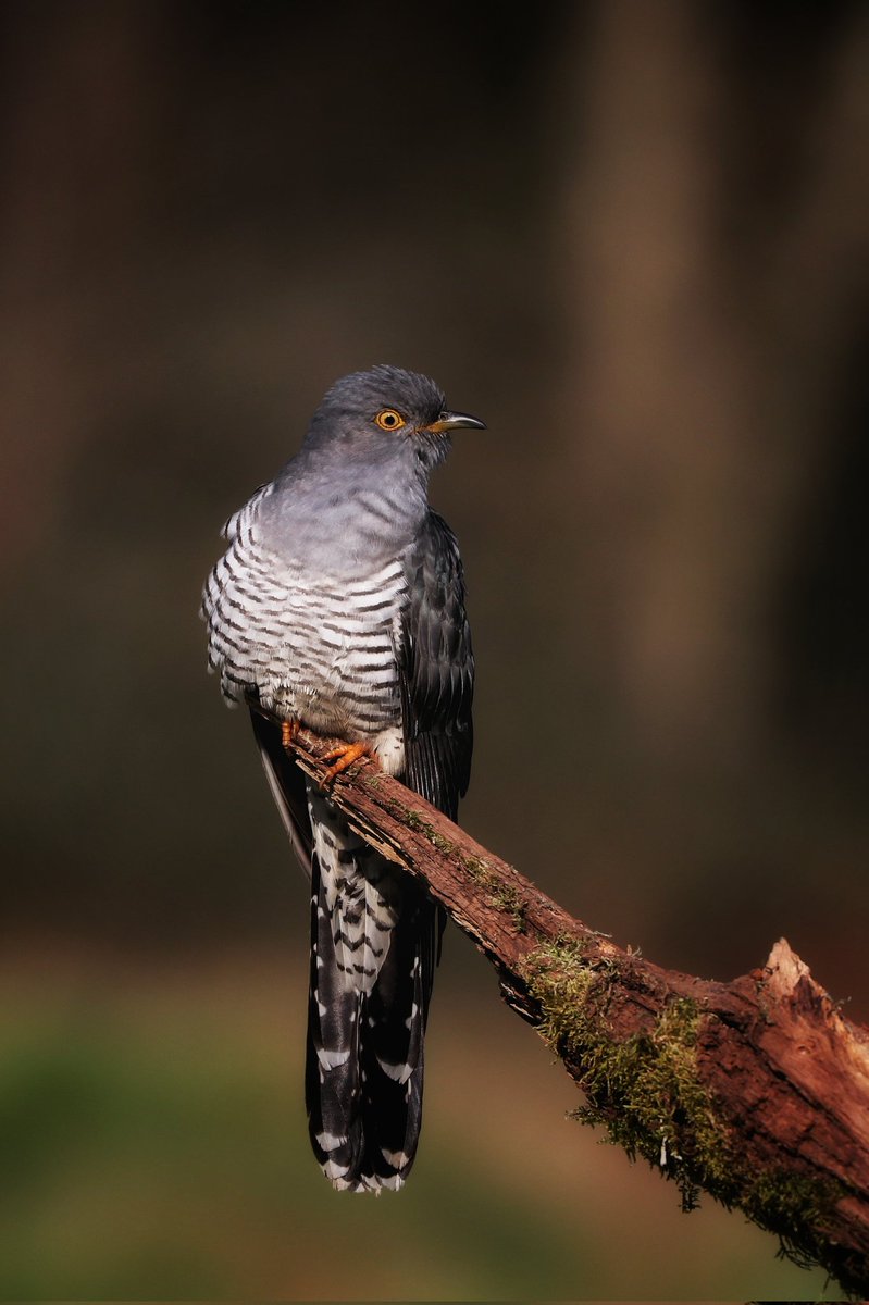 My first ever cuckoo.... and what a corker it is... @Natures_Voice @SurreyWT @ChrisGPackham @BBCSpringwatch @IoloWilliams2 #TwitterNatureCommunity #bbcspringwatch