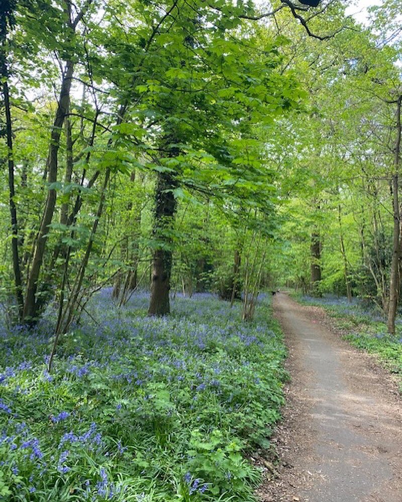 #nofilter bluebells popping in #wythenshawepark all by themselves!