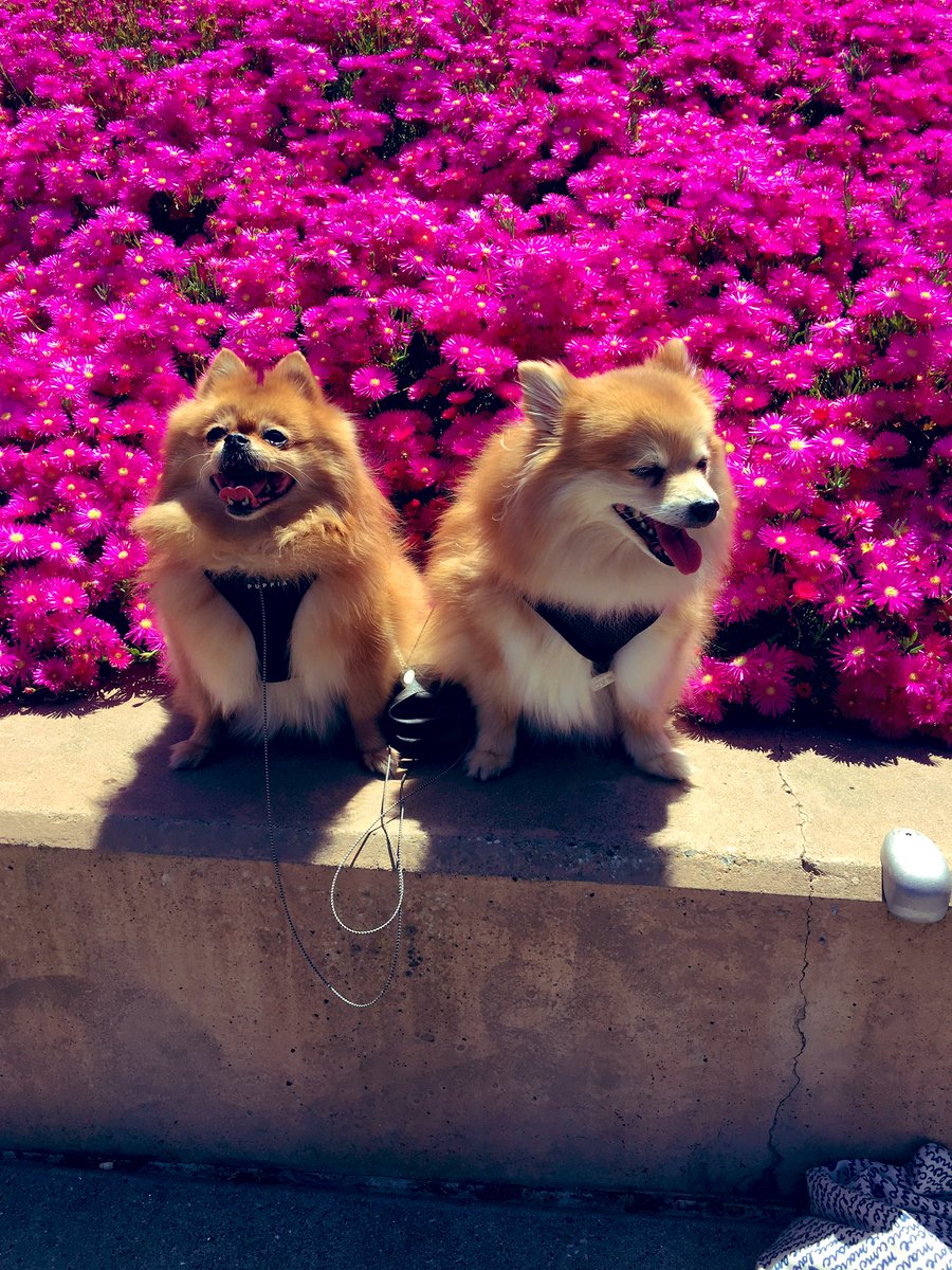 ✨ jennie § yip ✨ tweet media