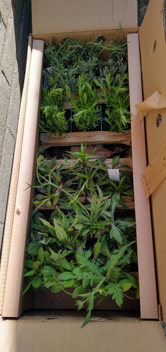 cora eley tweet media