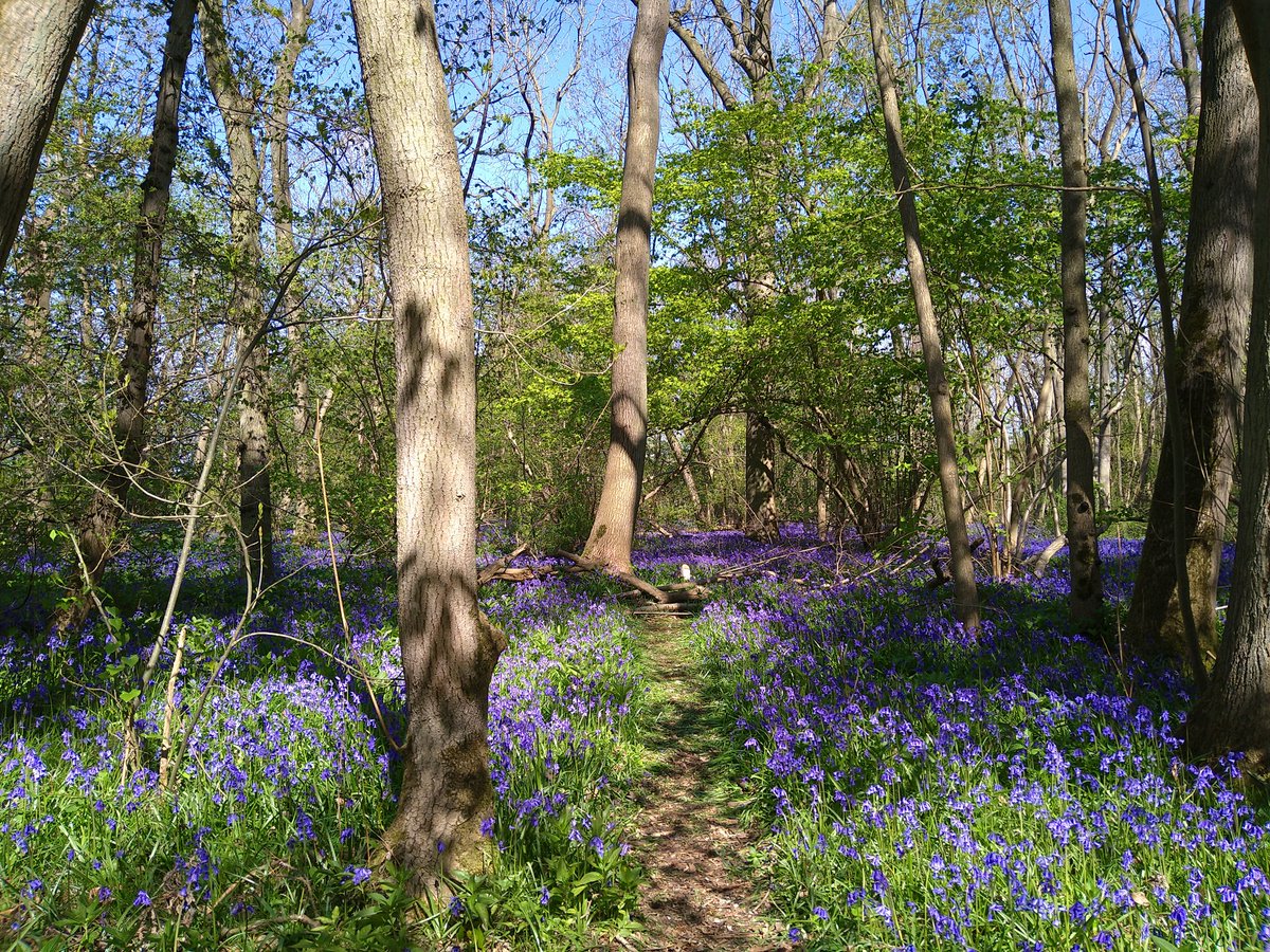 It's bluebell season at <a href="/wildlifebcn/">The Wildlife Trust for Beds, Cambs & Northants</a>'s Waresley and Gransden Woods 😍 #Bluebells #Cambridge #cambridgeshire