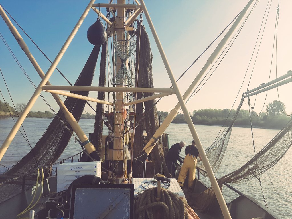 One of the advantages of being a #biologist is the variety of the job. Today we are fishing on the river Scheldt to compare trawl catches to #eDNA #metabarcoding data.
