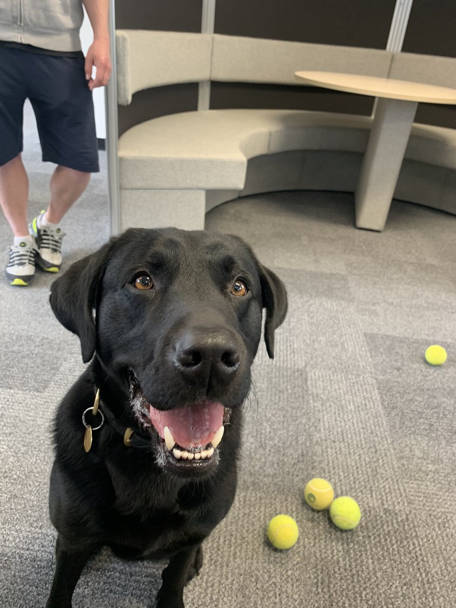 Guess who I’ve met today 💙 Had an awesome wellbeing session with <a href="/PD_DexterWBDOG/">PD’s Dexter & Mika - MPS Welfare & Trauma Dogs</a>