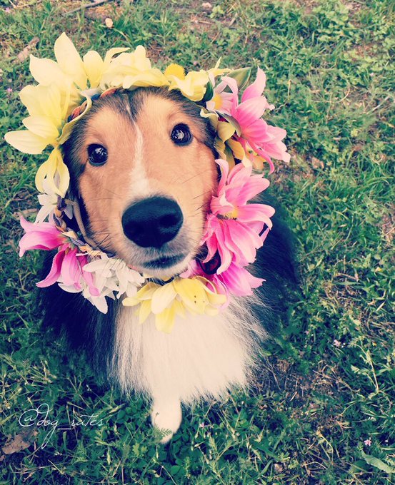 WeRateDogs! tweet media