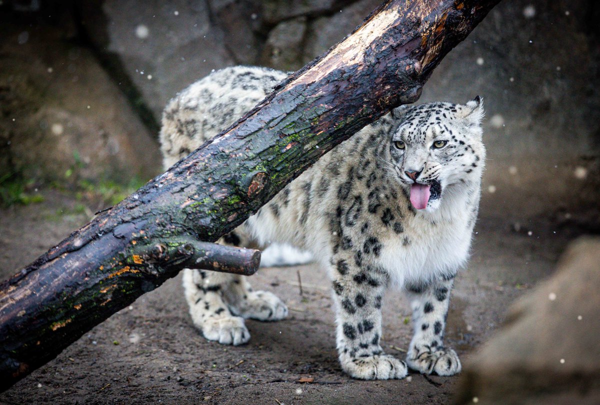 Buffalo Zoo tweet media