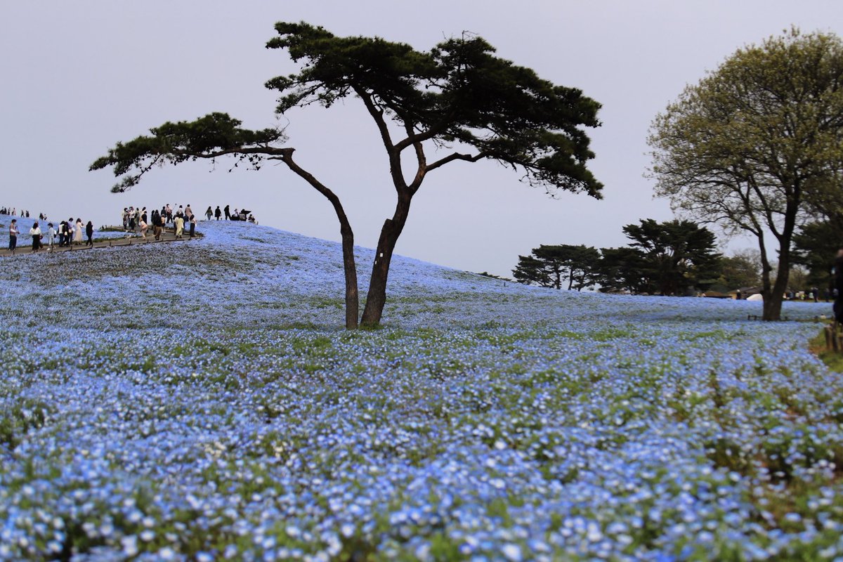 binbinsss's tweet photo. 明日は地元のネモフィラを見に行こうかな。
#ネモフィラ #国営ひたち海浜公園
#eos6dmark2 #eos6d2 #eos6dmarkⅱ
#tamron #tamrona010 https://t.co/TlMBrprY3m