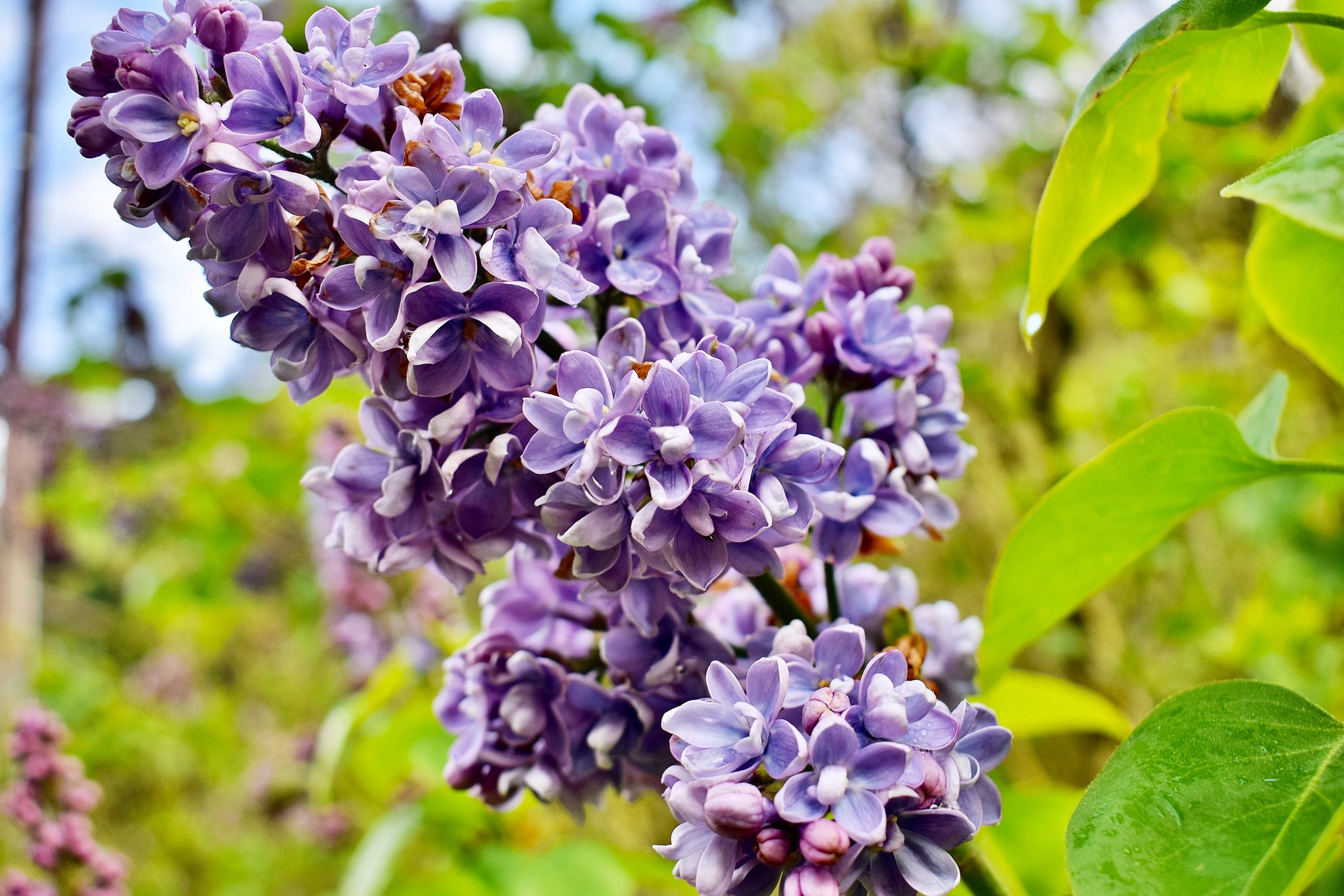 Mike Warner on Twitter "LILACS… we need something pretty this morning to offset the other stuff