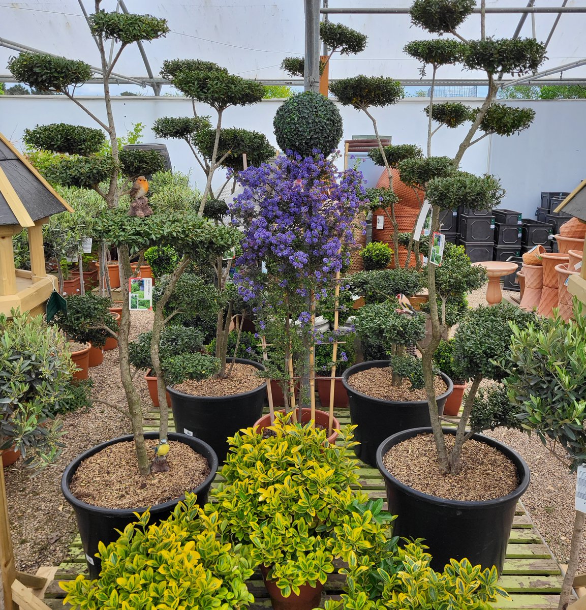 BrickKilnGC's tweet photo. We have some stunning Cloud Trees in store today. Not often found in the UK these are a great statement plant to enhance your garden https://t.co/FFSF2zTezB