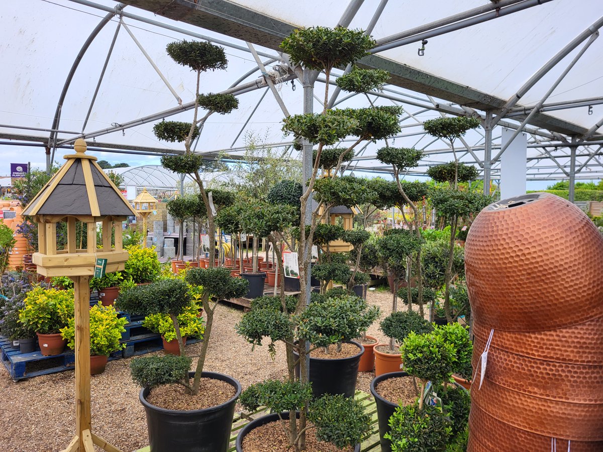 BrickKilnGC's tweet photo. We have some stunning Cloud Trees in store today. Not often found in the UK these are a great statement plant to enhance your garden https://t.co/FFSF2zTezB