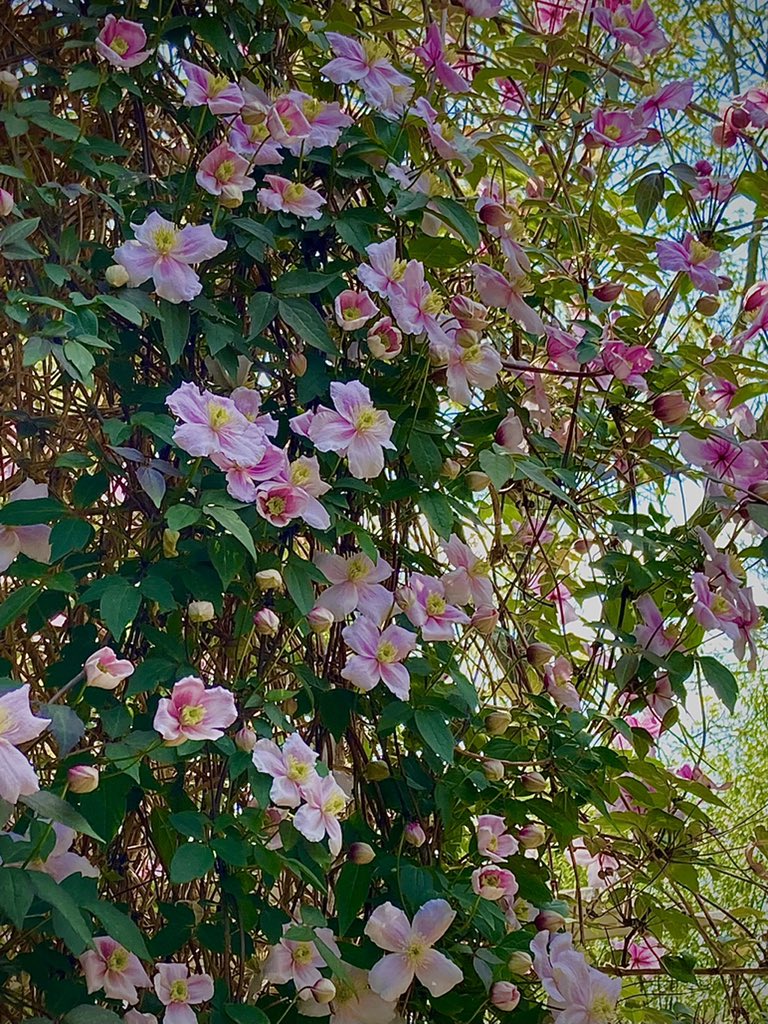 NadiaVanDessel's tweet photo. Pretty in pink.🌸#clematis #ranonkel #mybackyard https://t.co/qdYdo7H0aP