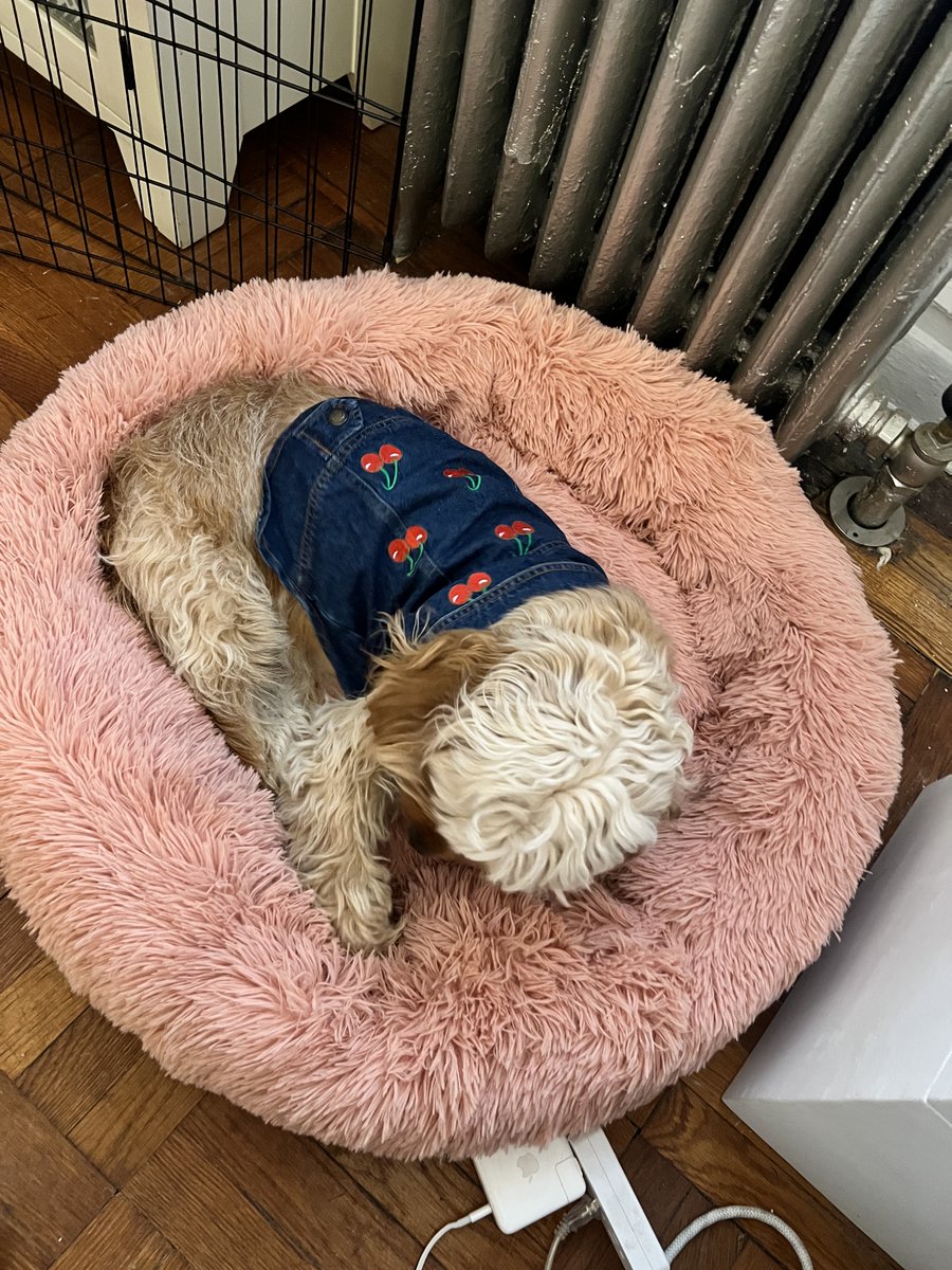 What I've learned after listening to calming music on <a href="/spotify/">Spotify</a>: I get anxious. My dog falls asleep? 🍒