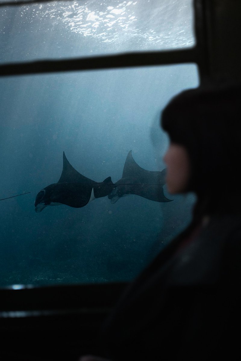 FlowingFlow's tweet image. Blue Line 🌊
This is quite an amazing route with @LagoonOut. 💙 Thank you for the journey!

📸: lagoonout.com/the-blue-line