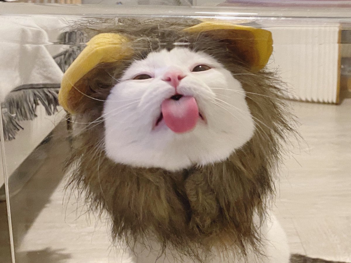 jiewliewnjiggo's tweet photo. เหมือนสิงโตโคโดโมะ or ไอน์สไตน์ https://t.co/ImudIMaZAB