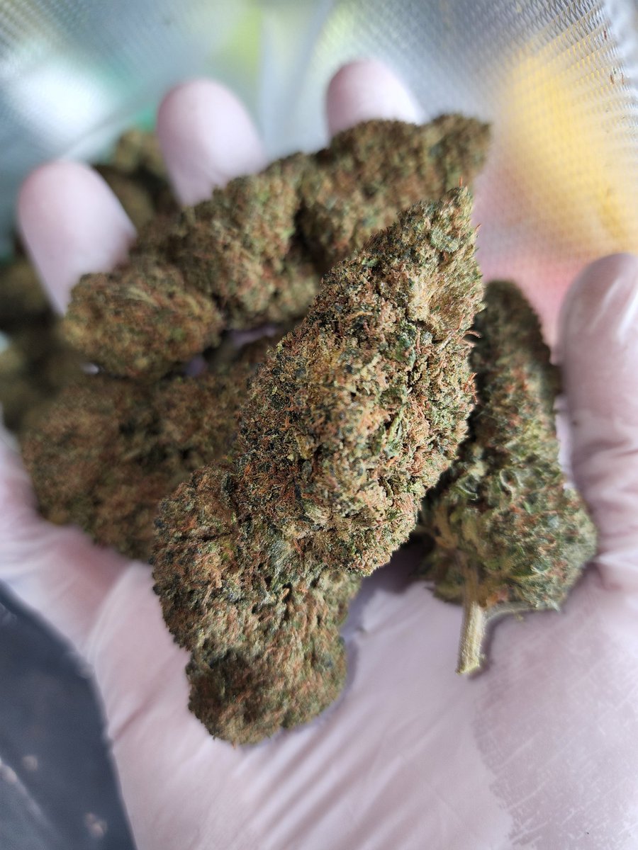 QBRCannabinoids's tweet photo. QBR Cannabinoids THCO Gorilla Zkittles #SMOQUEED #Cannabis #Texas #TexasTHC #AllGasNoBrakes #THC #Marijuana #Motah #Weed #Legal #JusticeForJohnnyDepp https://t.co/53lolAAg42