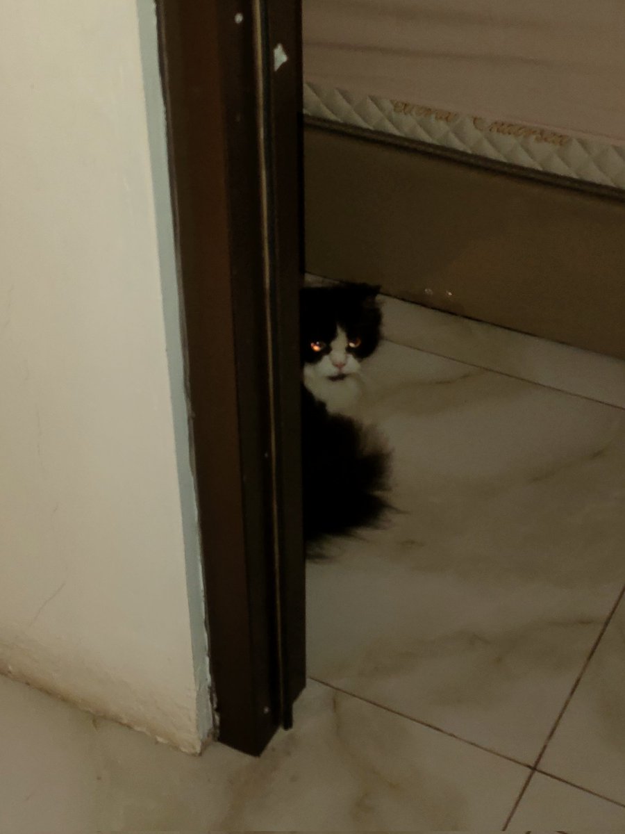 aki_weo's tweet photo. Gausah pegang-pegang

#CatsOfTwitter 
#Kucing https://t.co/l0sDb963qU