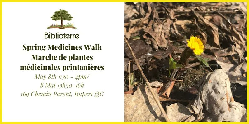 Learn about seasonal medicines and ethical harvesting! Venez découvrir les plantes médicinales printanières et leur récolte éthique!

#ottawa #wakefieldqc #algonquinterritory #gatineau