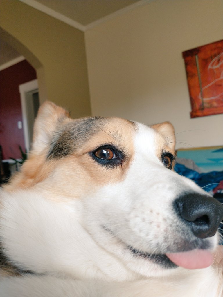 muha_andrea's tweet photo. Selfies dis mornin were ๐ฅ!!! ๐ฏ๐คช๐คฃ๐๐ฅด๐คค
#IzzyB #Corgi #CorgiCrew #selfie #DogsofTwittter #Corgeous @number98 https://t.co/C9v73MpLRu