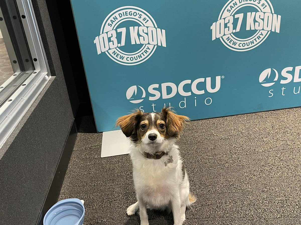ksonSanDiego's tweet photo. Move over Sandy! Roger is making his big to be the new @sdccu spokes dog and he wants YOU to VOTE SDCCU in the 2022 San Diego’s BEST Union-Tribune Readers Poll. Vote at https://t.co/CcNGUO7AGn.
Federally insured by NCUA.
#SDbest #best #sandy #sandiego #vote #creditunion #autoloan https://t.co/ElcdLq9B5p