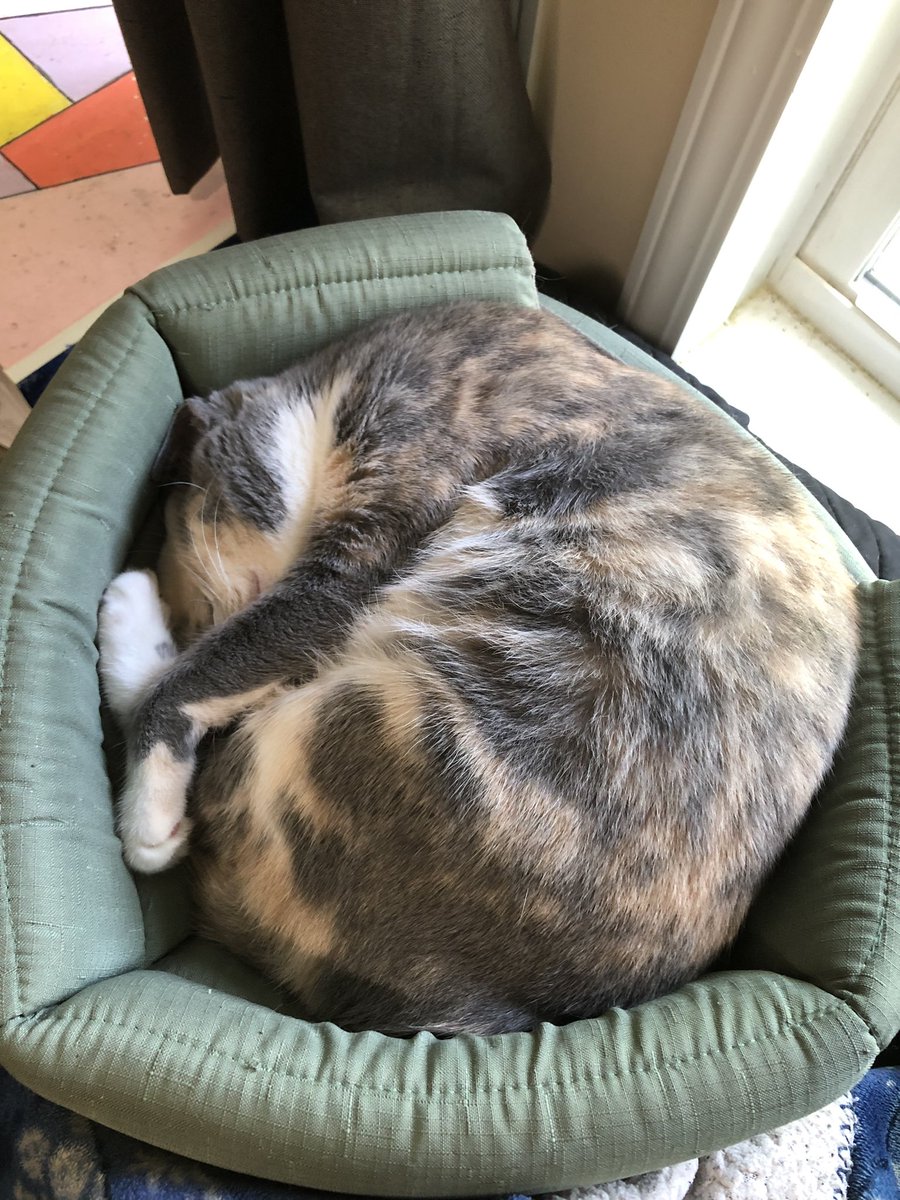 _queerstone_'s tweet image. this cat looks like my cat