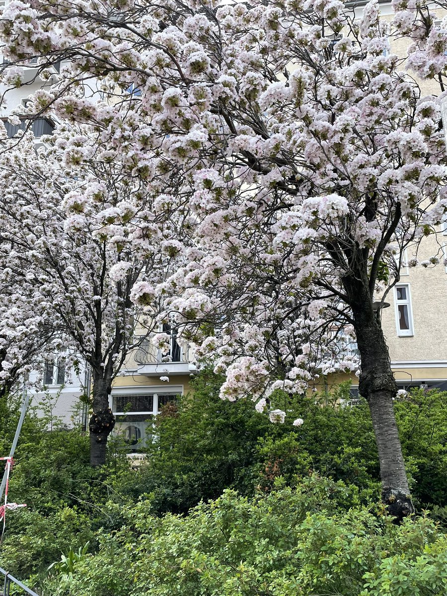 JuttaS1961's tweet photo. Way back home from work
#SpringInBerlin
#SchönesGegenDoofes https://t.co/GGuI56IVkl