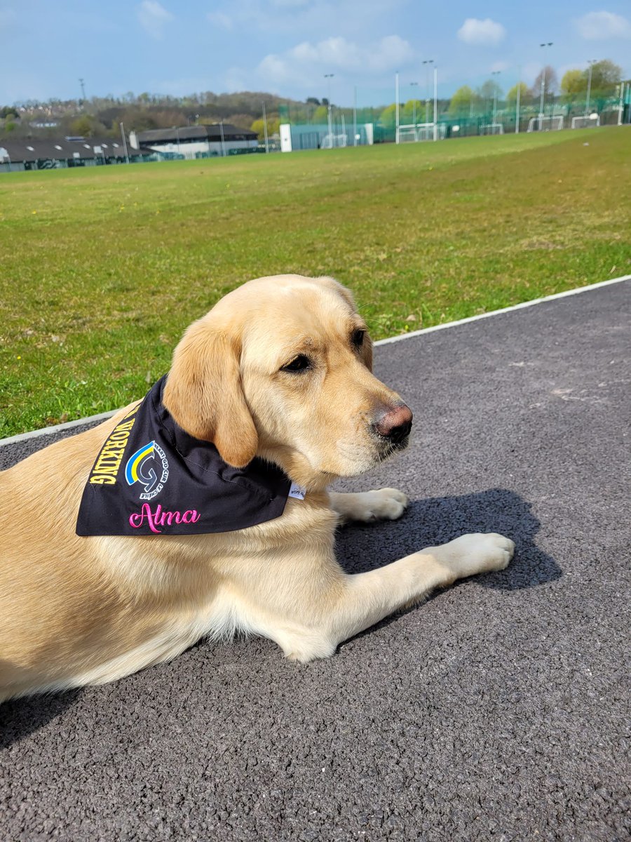 A big welcome to our new staff member Alma, our community dog who has started on GCC campus this week. She has a made a really positive impact on students already <a href="/GNBCORK/">Glanmire noticeboard</a> <a href="/CorkETB/">CorkETB🇮🇪🇪🇺</a> #Wellbeing