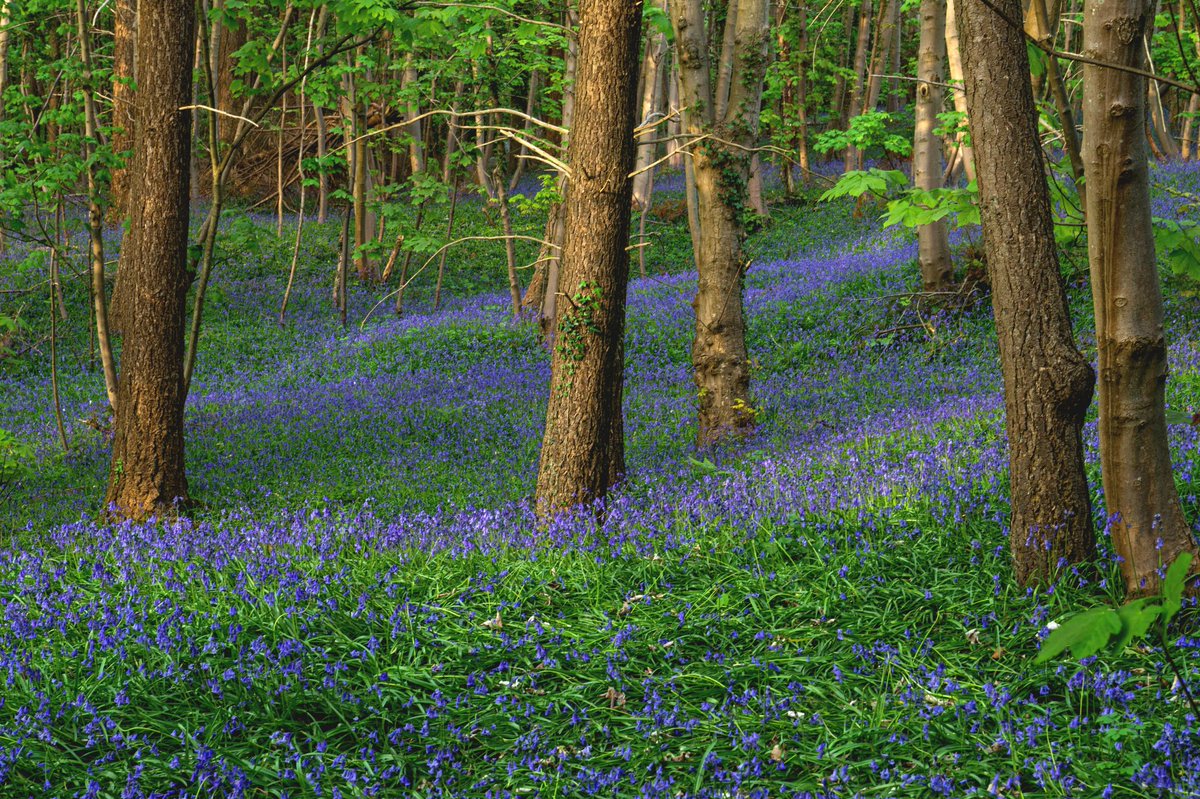 Bluebells in Botley Woods, near #Fareham in #Hampshire #Bluebells #woods #wildflowers