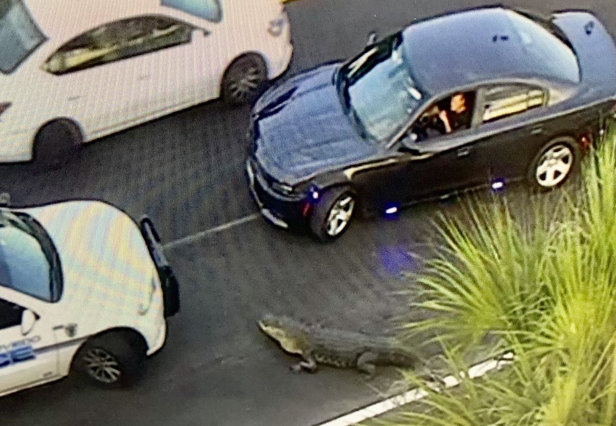 SeminoleSO's tweet photo. Tail Gator! Thank you media and LEO partners for getting the word out on this 11-footer who strolled out of Lake Jesup this morning and in to Northbound 417 traffic causing quite a jam! @fox35orlando @FHPOrlando @OviedoPD @MyFWC https://t.co/306kx4tB5X