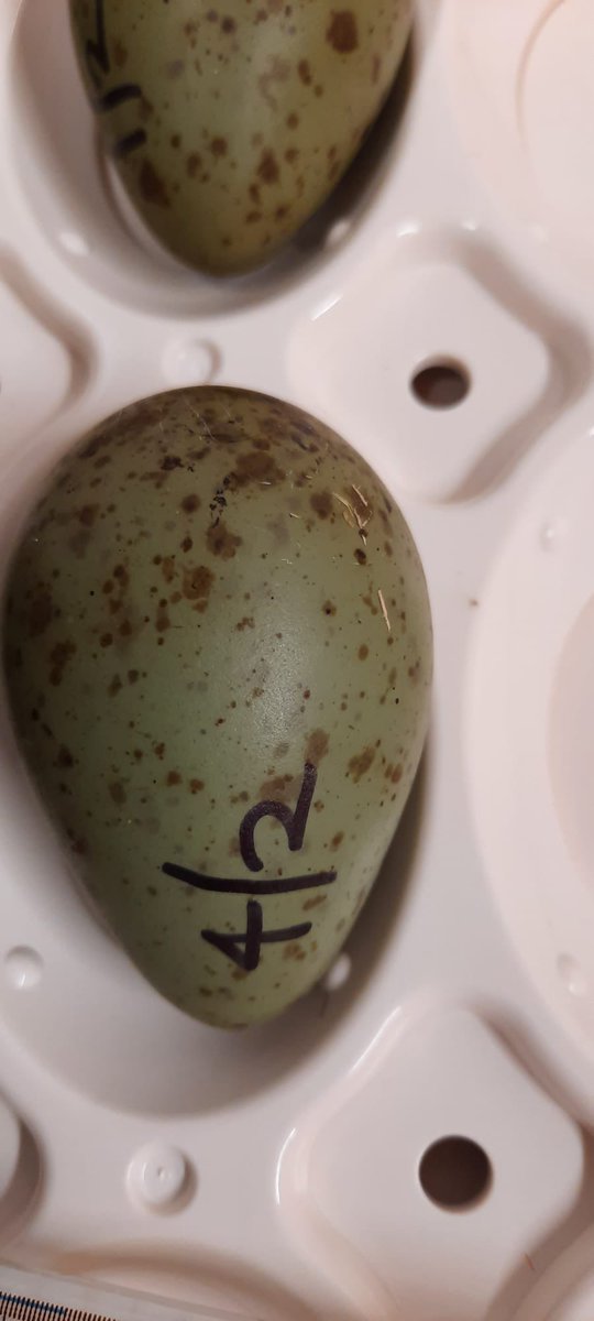 Pensthorpe's tweet photo. Our 1st clutch of curlew eggs for our Headstarting project have arrived!

Saved from MOD airfields they’ll be incubated, hatched and raised here before moving to @WildKenHill and @sandringham1870 to be released to the wild

@_BTO @WWTconservation @NaturalEngland @DefraGovUK https://t.co/RZwDe31YCX