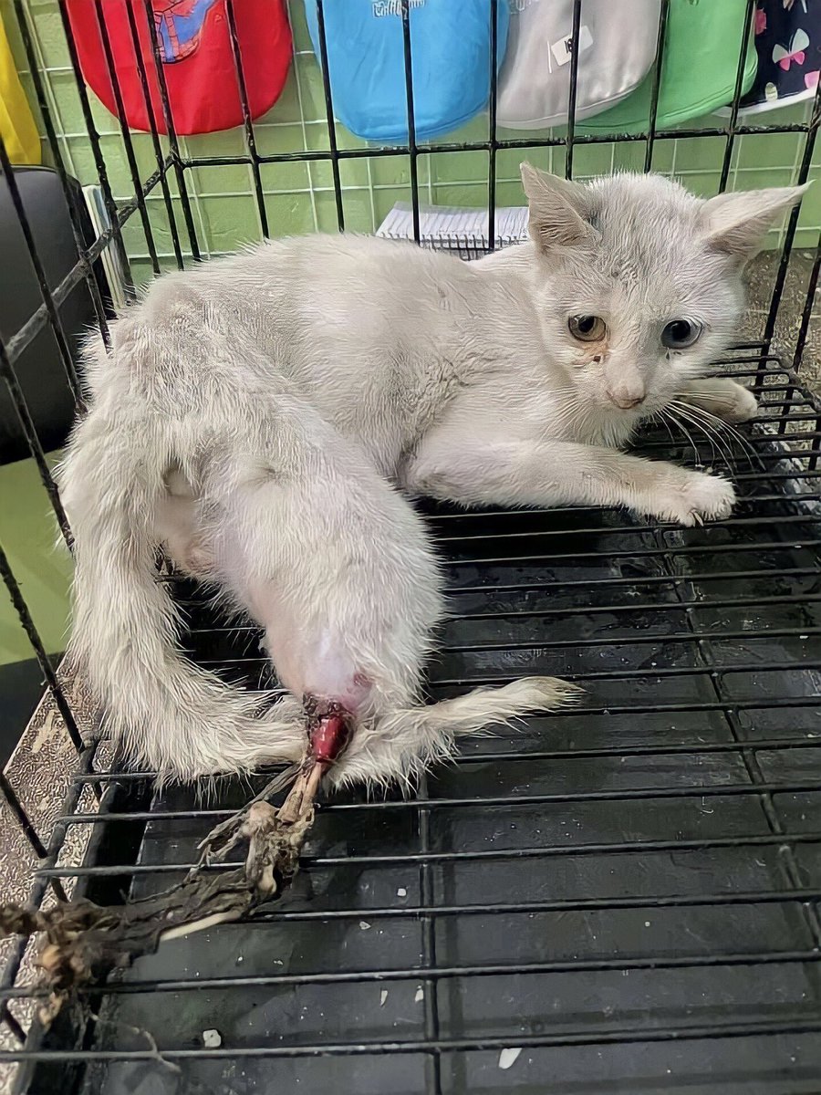 Bez32755736's tweet photo. URGENT CALL🚨 PLEASE LET’S SAVE THIS FIGHTER CAT⚠️❗️

I am humbly asking for help from all the people who can see this post to spread pinned 🙏

Surgery will be done today hopefully but this baby has no enough funds. I am in no position to help anyone but this fighter cat is an https://t.co/4XrGVpg8f3