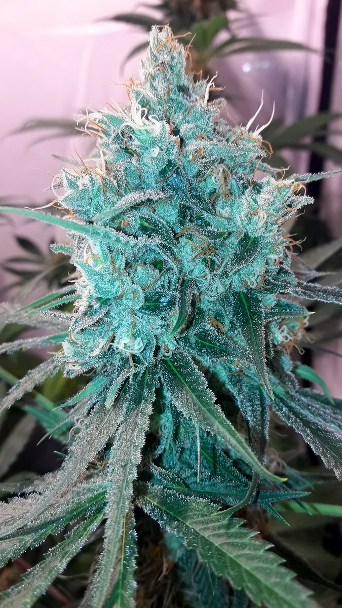 AdrycManellson's tweet photo. Weed Tarde ya Verde Mundo, con #SnowRipper #Fem de @GreenbudSeeds ya casi a punto de #Caramelo en #AdrycsCove,
#RefBlanca #PureTent @ThePureFactory_ #SailingTheGreenSea bajo #ThePureLed480Pro, desde junto a mi Hada @INMAQ16 y @DPlantasur al Sur Os Deseamos Sea todo Feliz...🧚♂️😎 https://t.co/d9xufC3OJ6